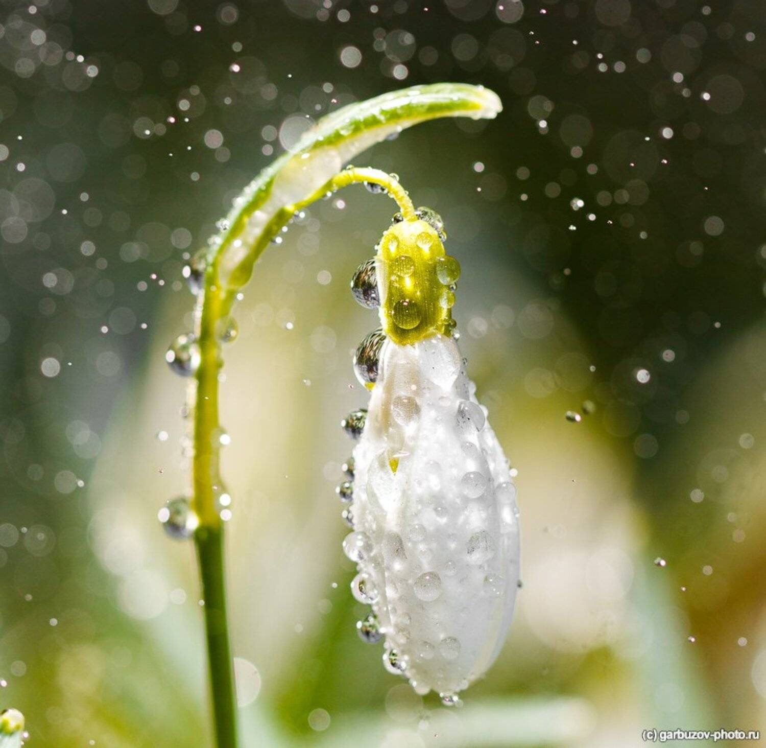 , Гарбузов Илья