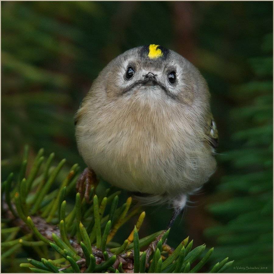 , Валерий Субачев
