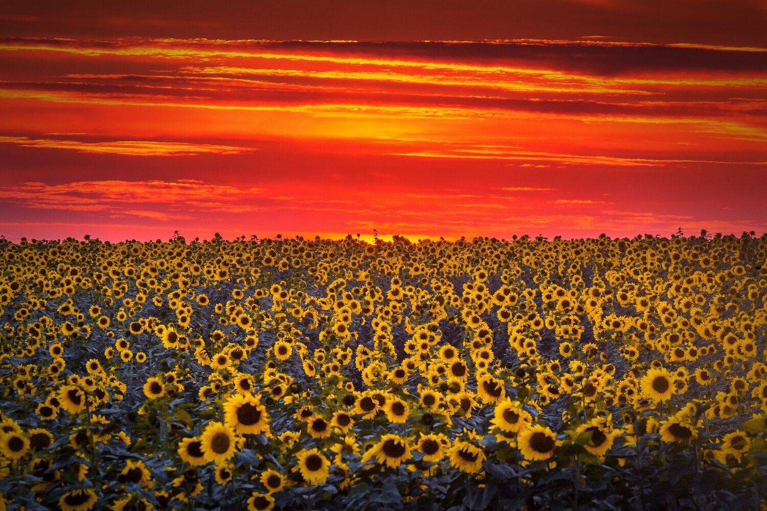 , Павел Сагайдак