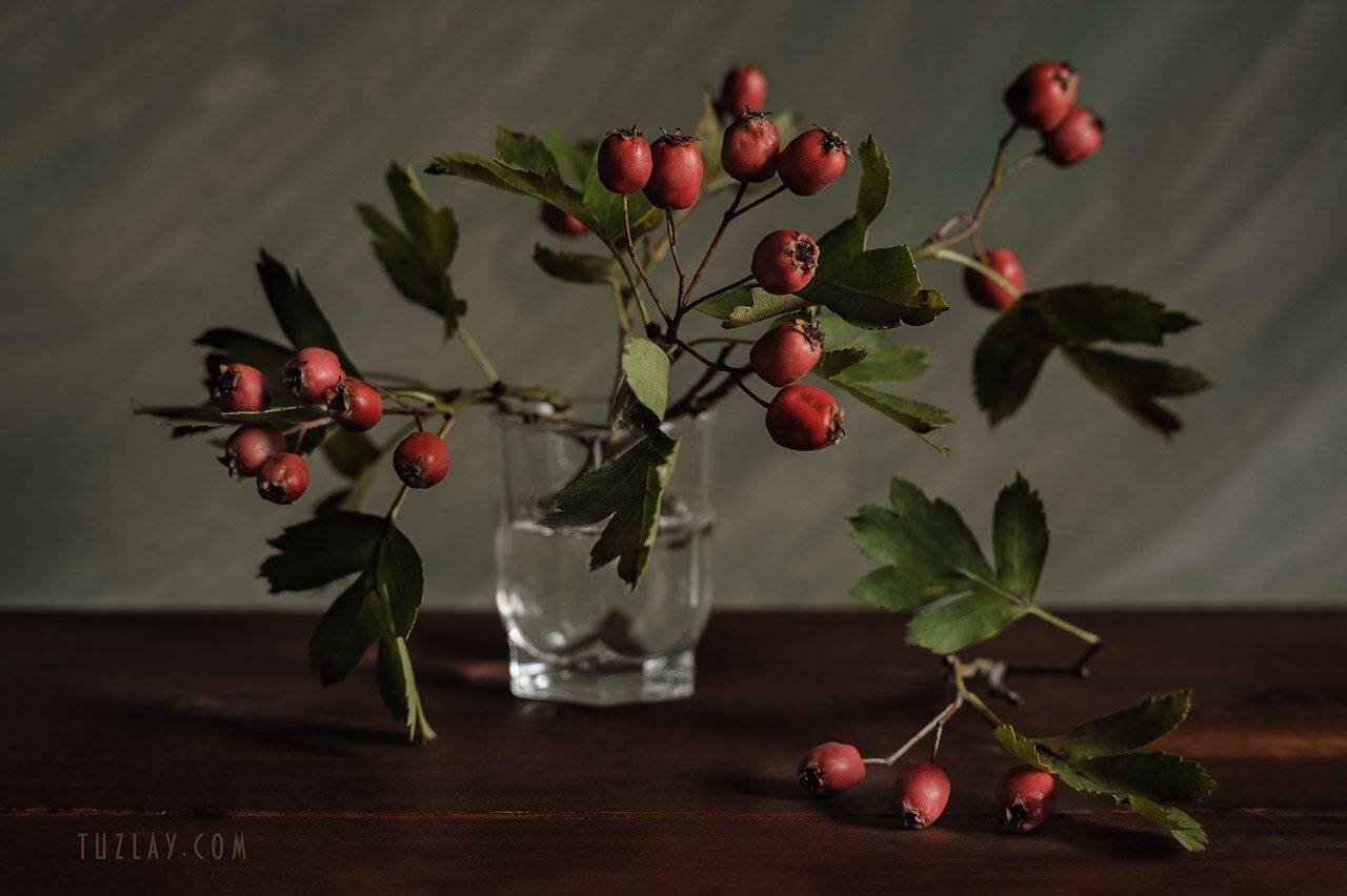 боярышник, стакан, красные ягоды, осень в стакане, Владимир Тузлай