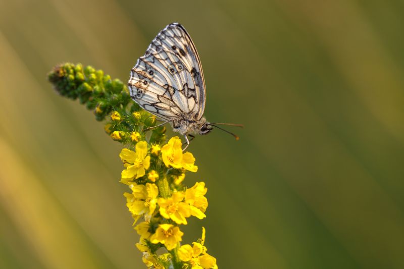 motyl,butterfly,natura,nature,polska,poland,canon,6d, Siedzimy i czekamy фото превью