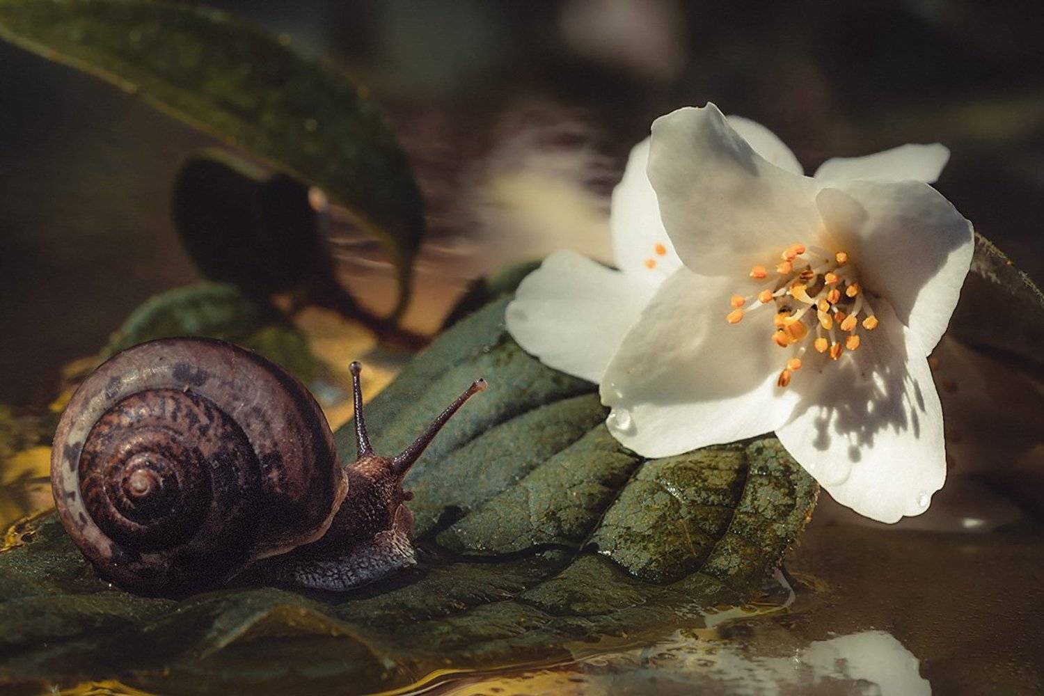 , Анатолий Зверев