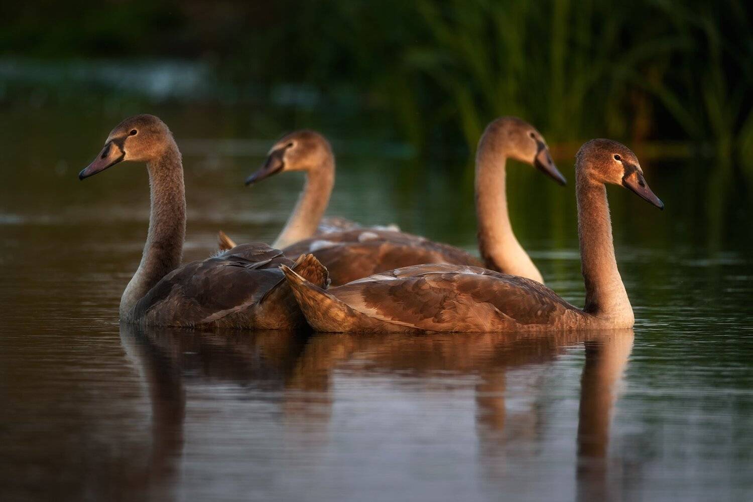 , Bartłomiej Kończak