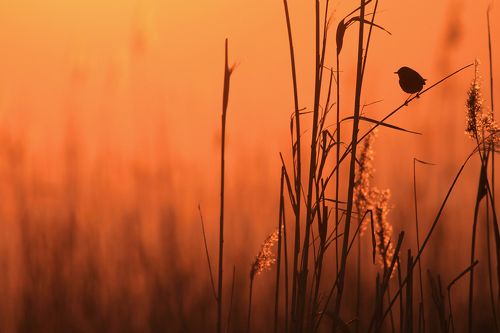 Wild birds