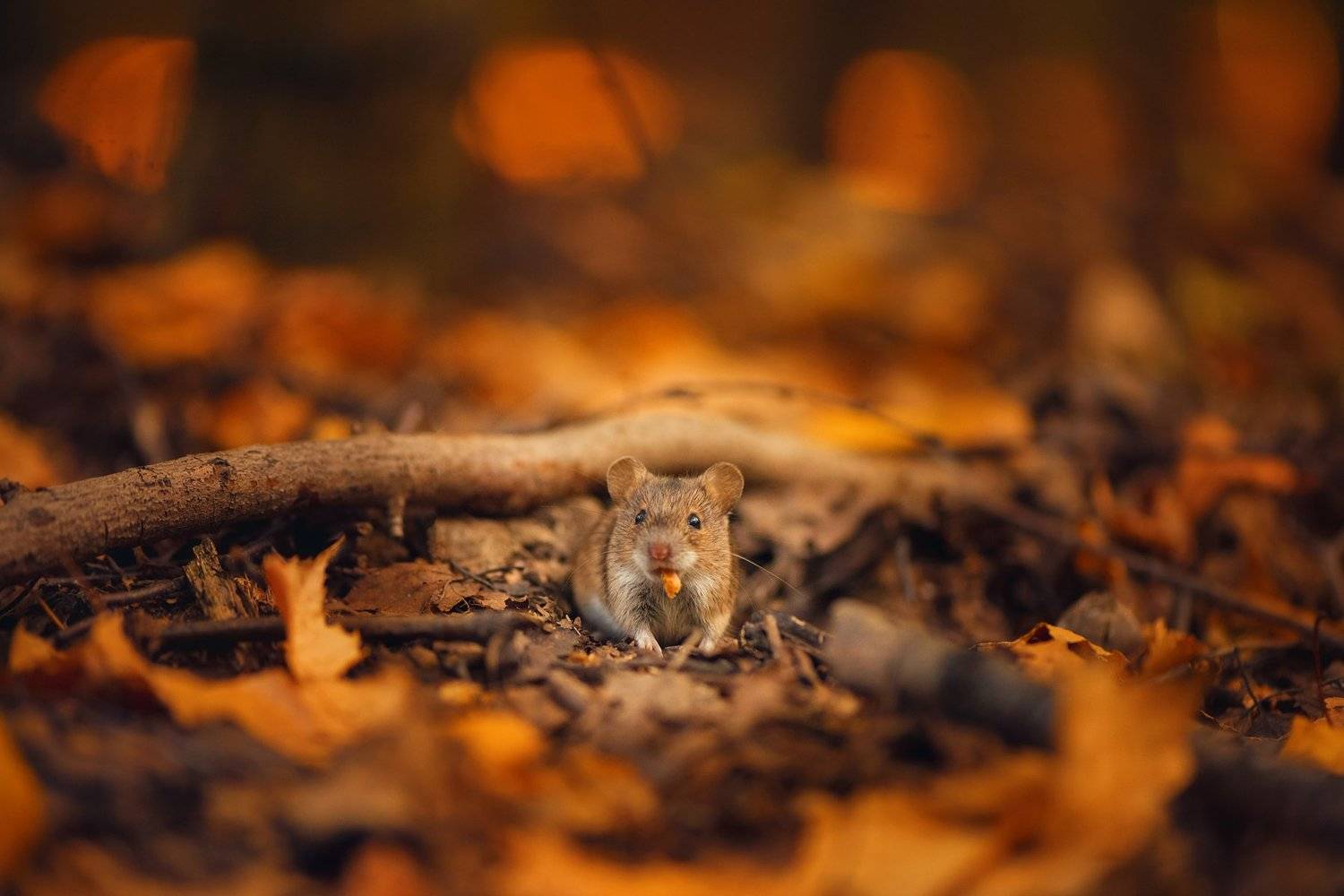, Анастасия Добровольская