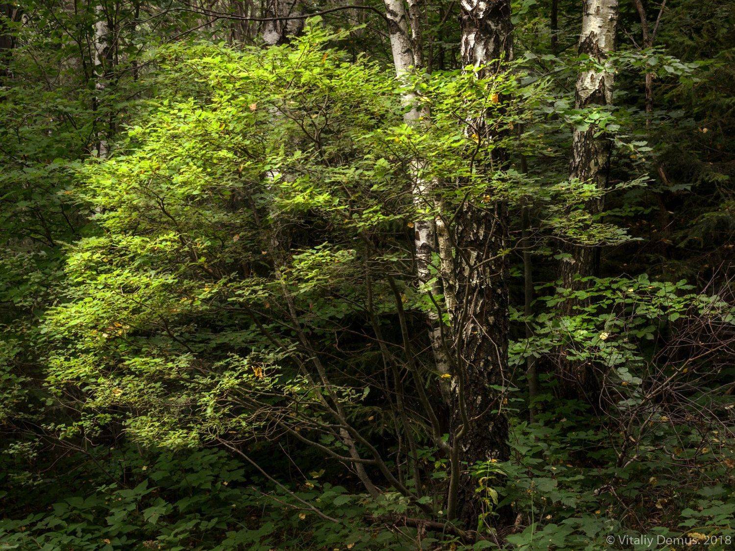 , Виталий Демус