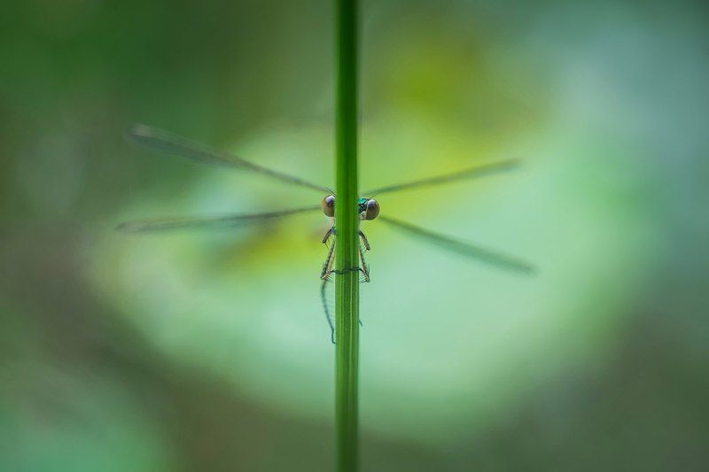 ку-ку фото превью