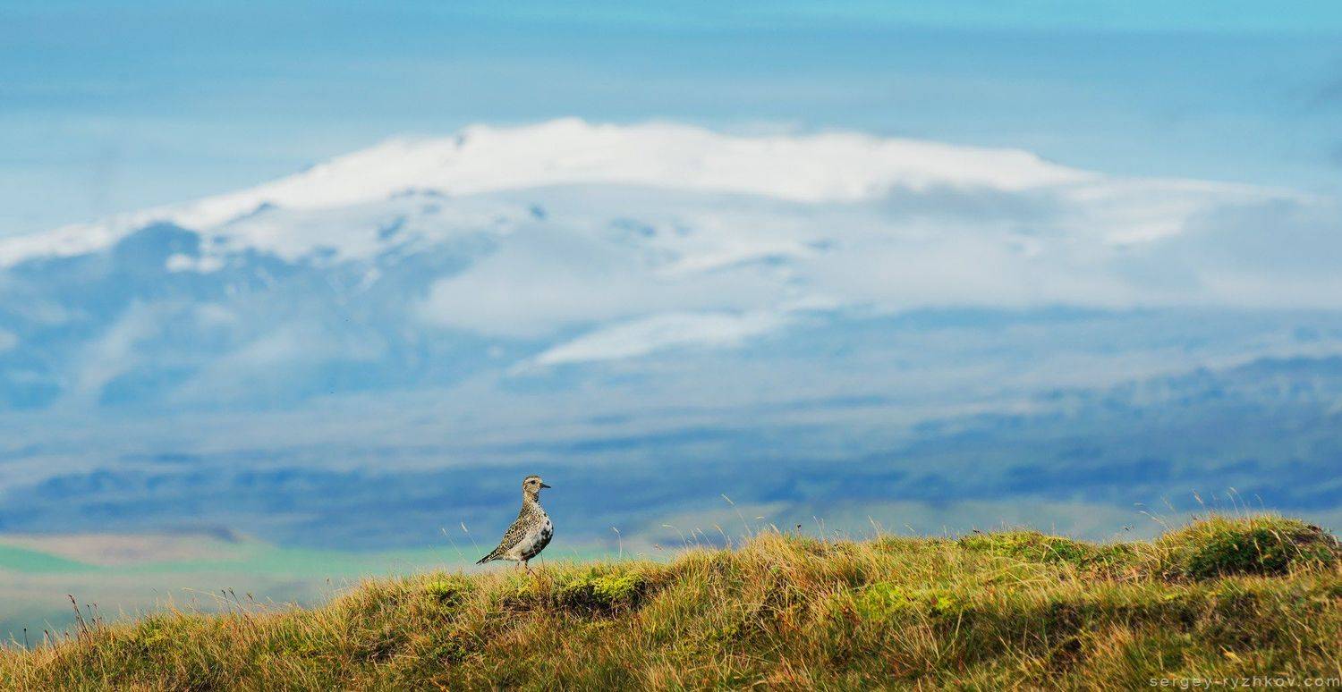исландия, птицы, ржанка, животные, природа, вулкан, Eyjafjallaj&ouml;kull, iceland, bird, golden plover,, Сергей Рыжков