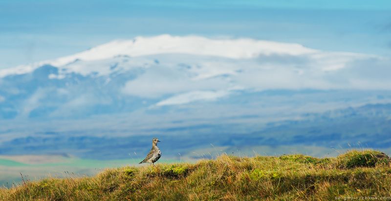 исландия, птицы, ржанка, животные, природа, вулкан, Eyjafjallajökull, iceland, bird, golden plover, Ржанка и вулкан Eyjafjallajökull фото превью