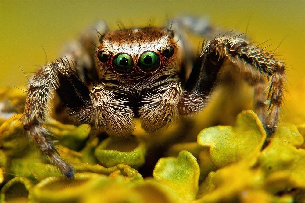 паук, макро, скакун, Linas T