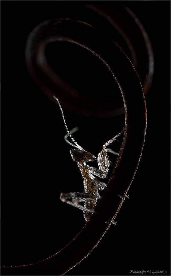 амелес, богомол, heldreichi, ameles, Надежда Муравьёва
