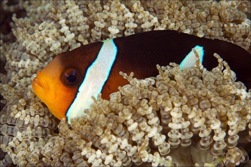 anemone, bali, indonesia, underwater, clown fish  фото превью
