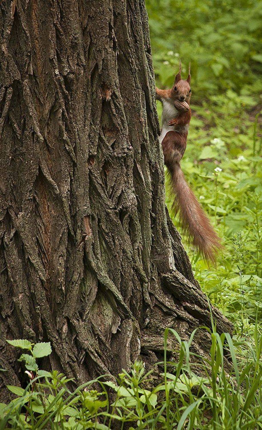 парк, природа, орех, дерево, белка., Александр
