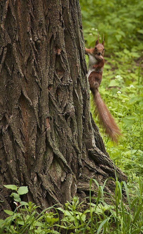 парк, природа, орех, дерево, белка.  фото превью