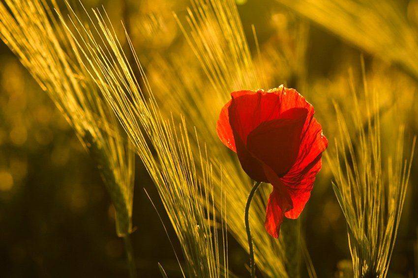 мак, Татьяна Аверина