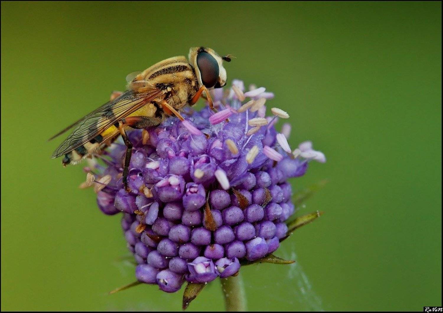 макро, природа, Антон Милюганов