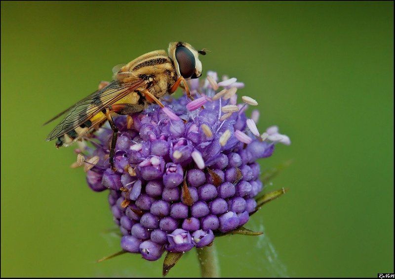макро, природа  фото превью
