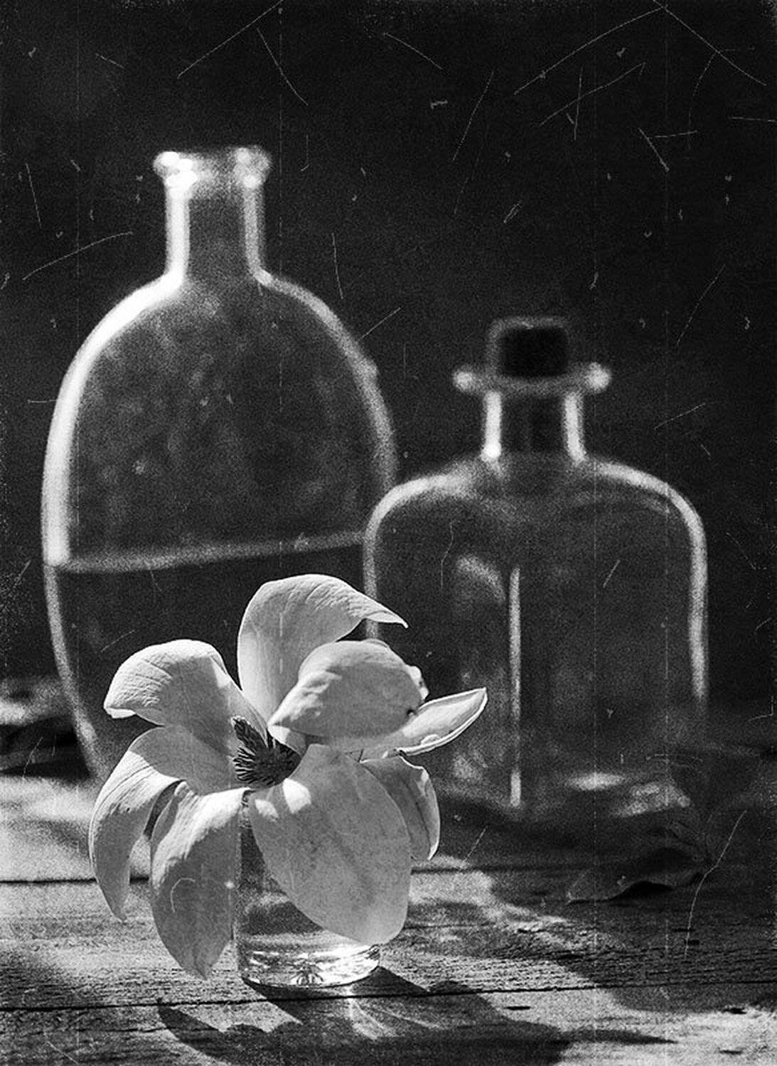 ч/б, магнолия, свет, стекло, бутылки, lenochkaal