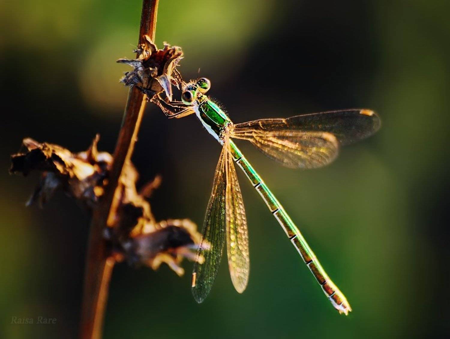 изумрудик, raisa rare, rare, стрекоза, насекомое, лето, зелёный,, Раиса Rare