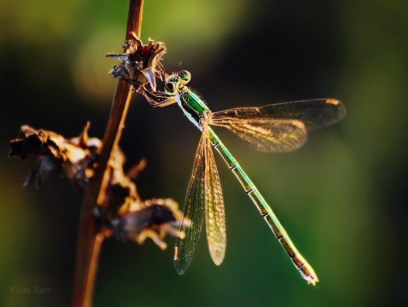 изумрудик, raisa rare, rare, стрекоза, насекомое, лето, зелёный, Изумрудик. фото превью