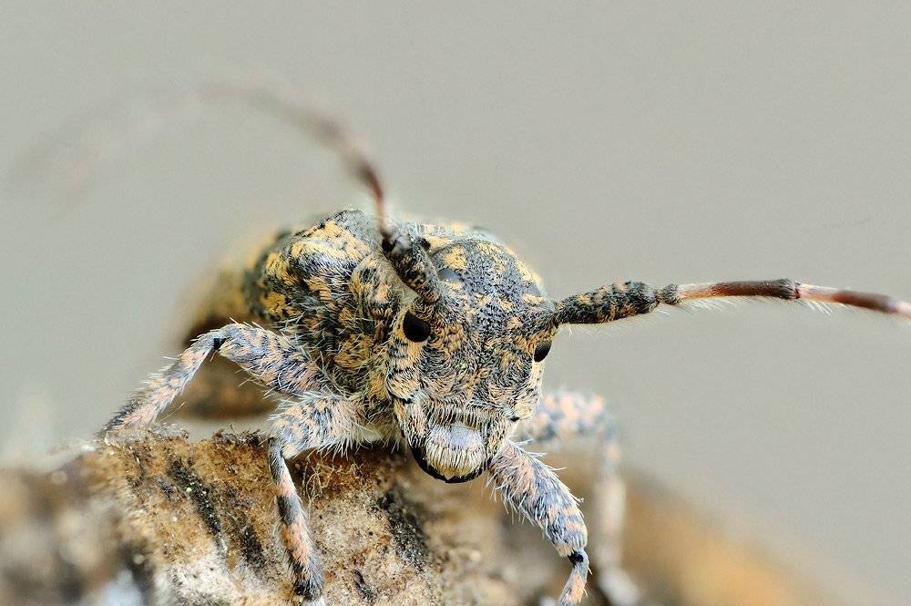 стэкинг, жук, макро, Бычков Денис