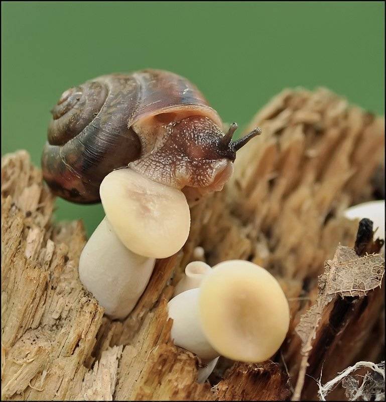 , Андрей Осокин