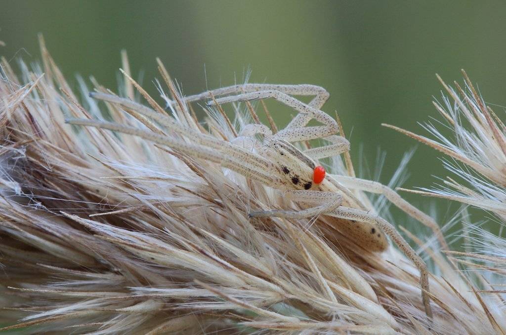 паук, клещ, Сергей Таланов