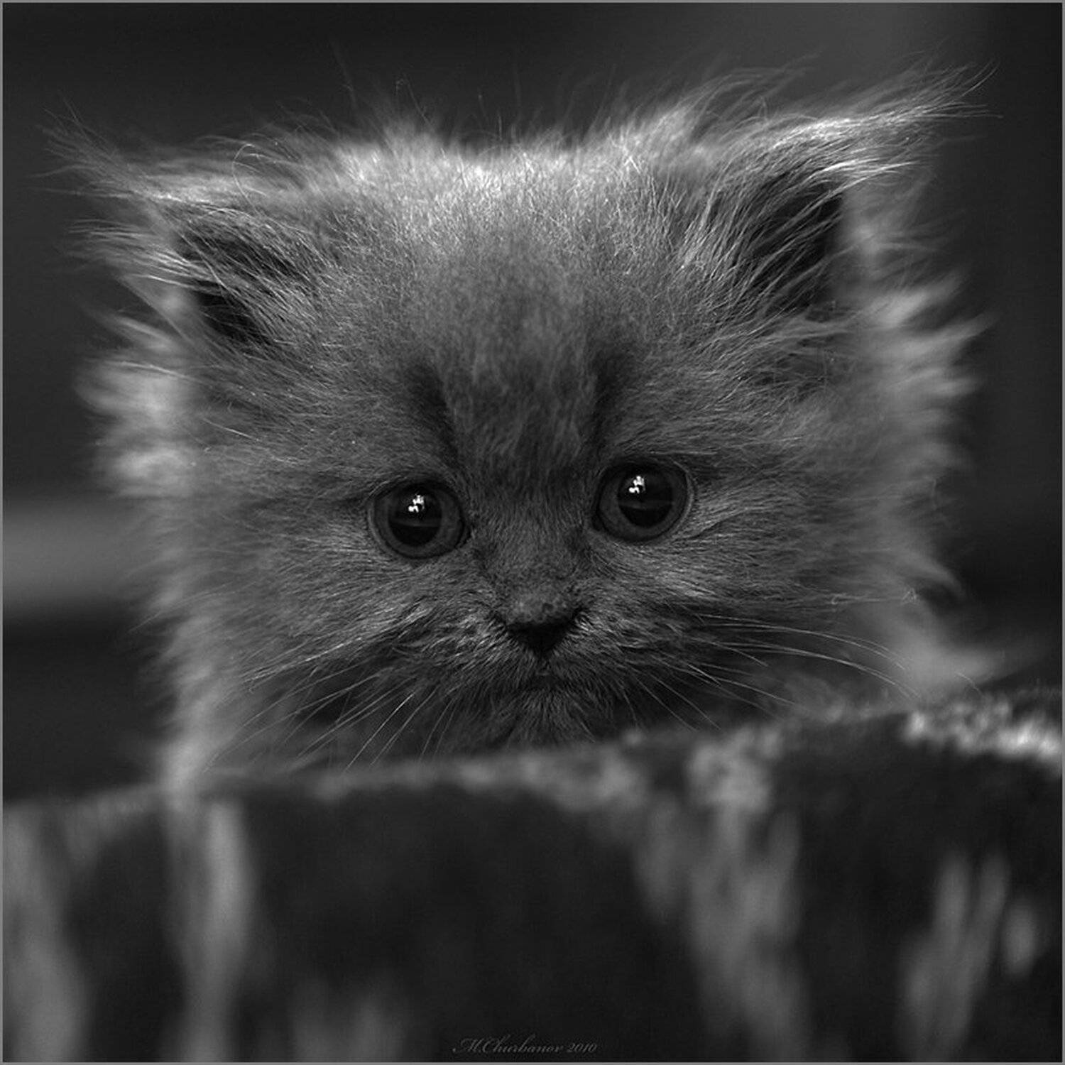 кот, Михаил Чурбанов