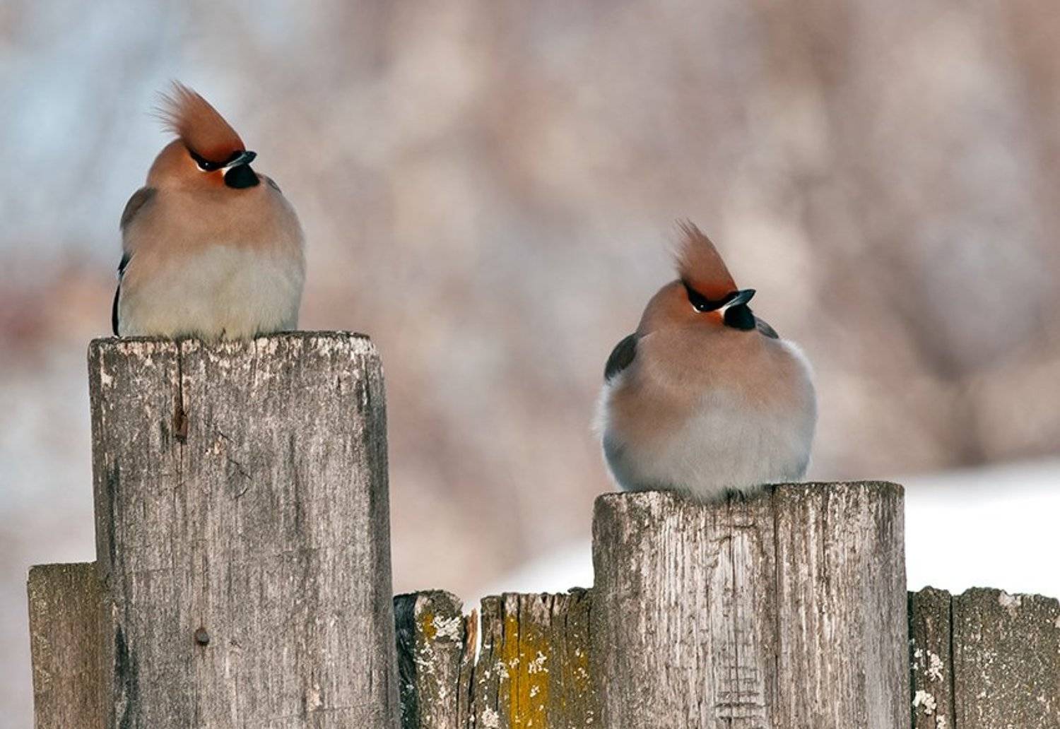 свиристели, Андрей Алексеев