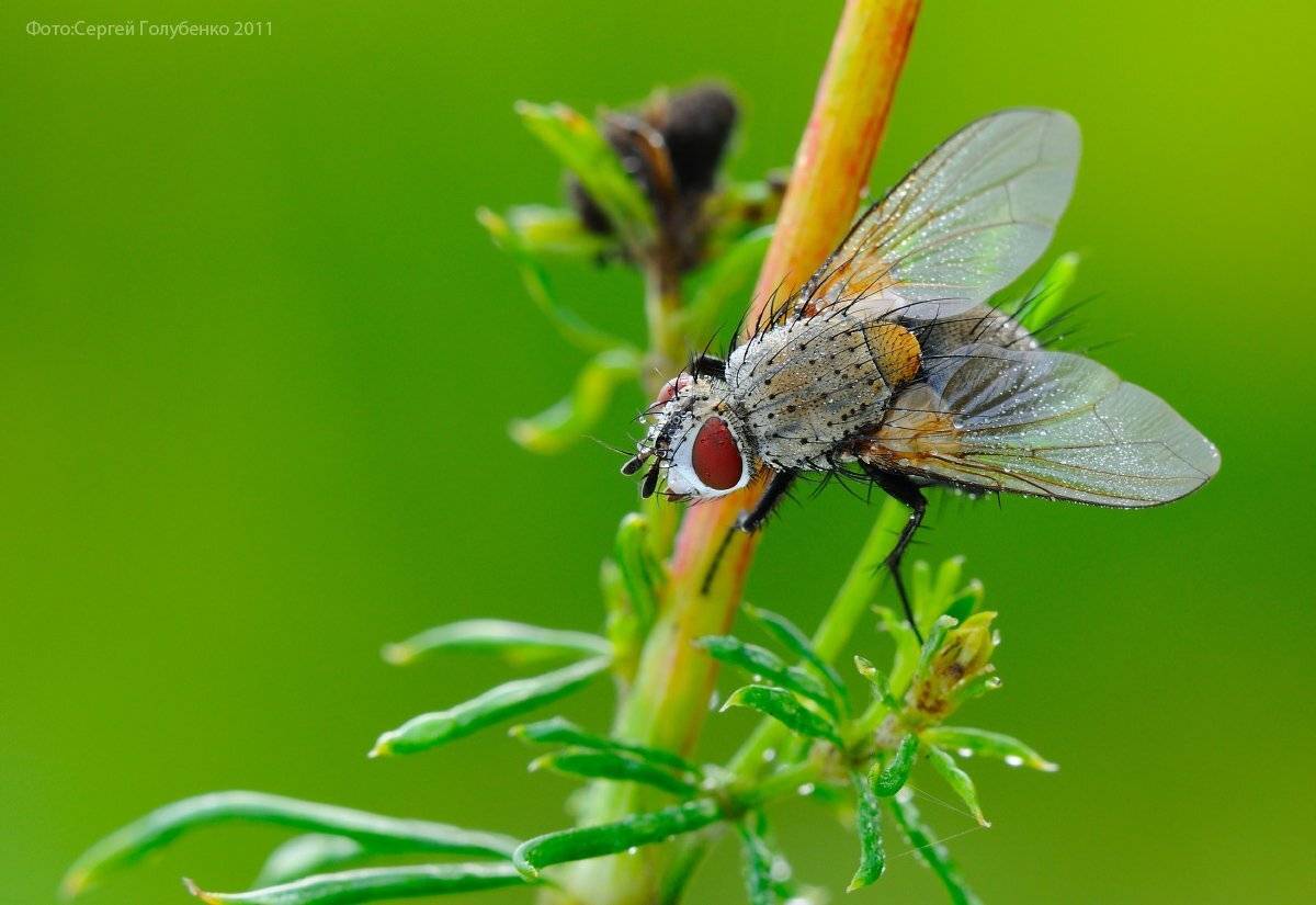 , Сергей Голубенко