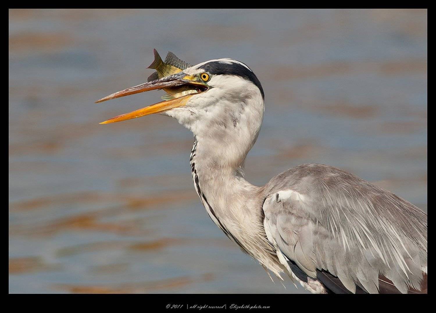 серая, цапля, grey, heron, израиль, Elizabeth Etkind