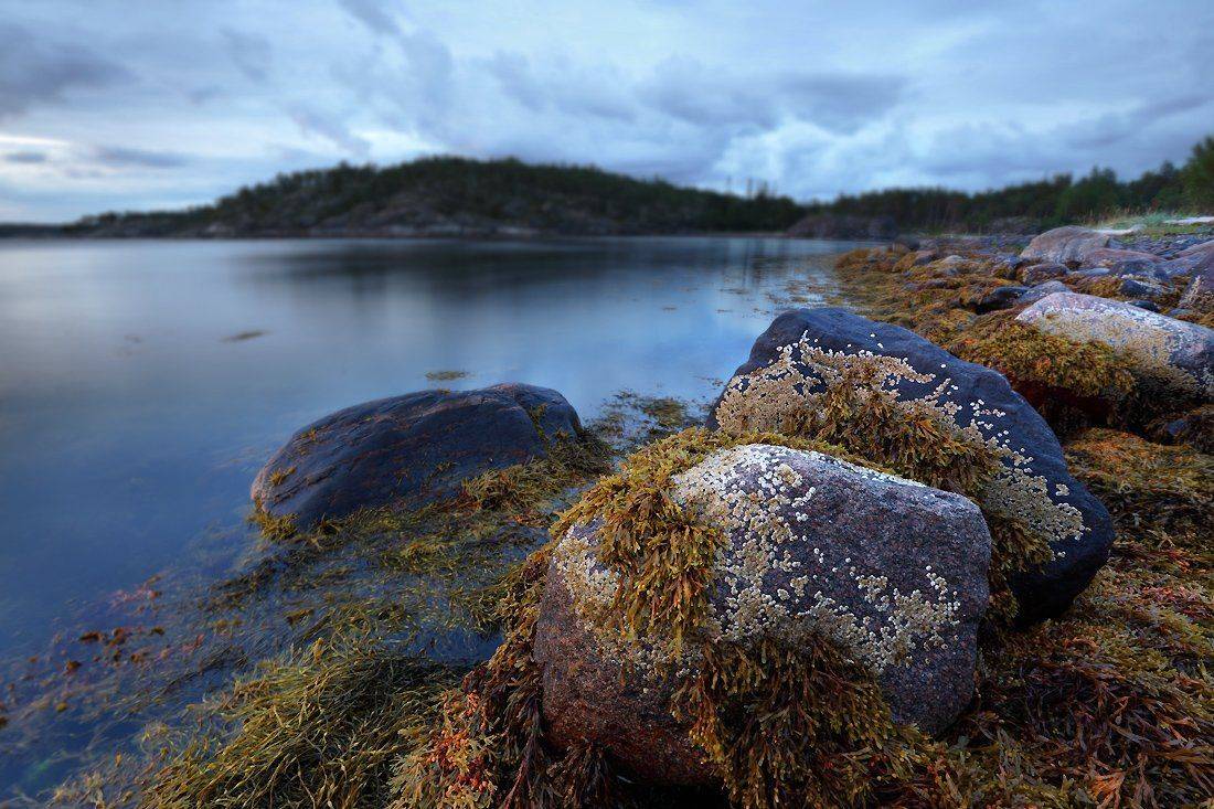 , Михаил Псарёв