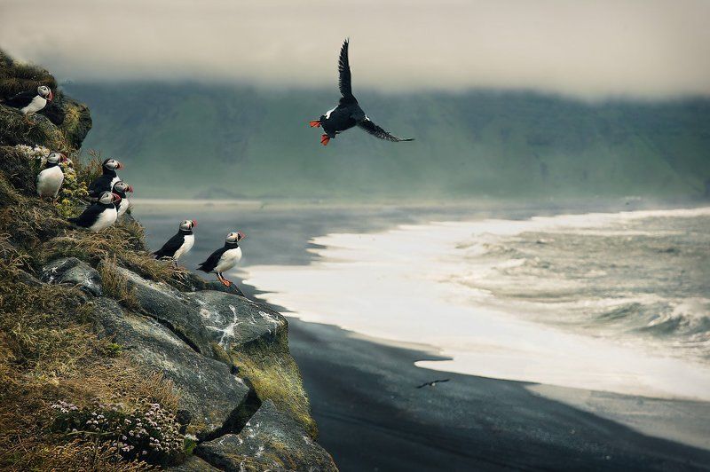исландия, птицы Последний раз показываю.... фото превью