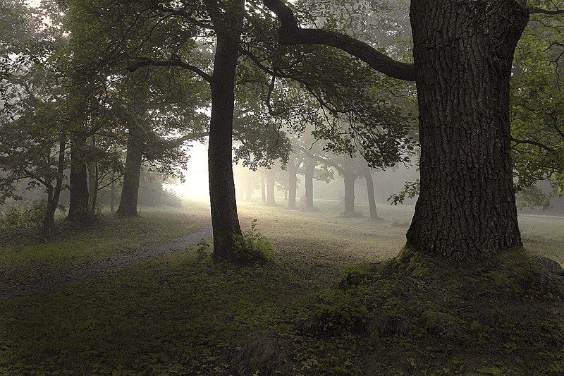 Утро фото превью