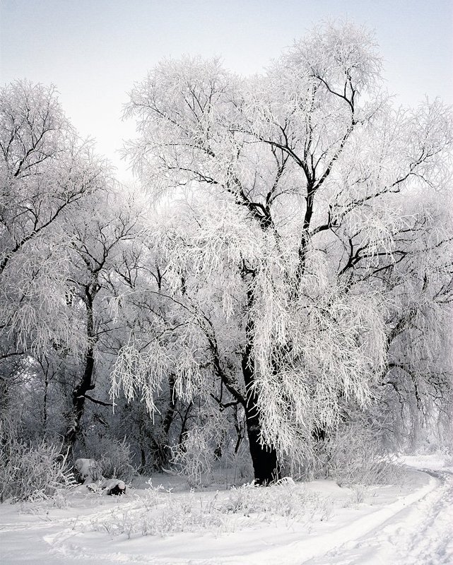 Локальная экология фото превью
