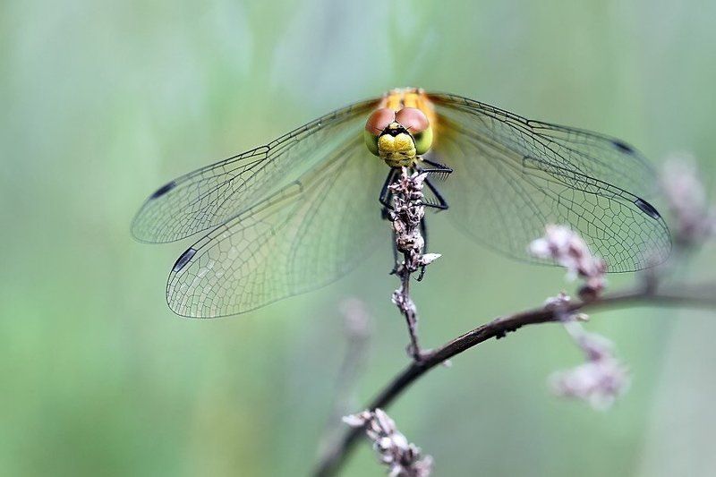 стрекозы а где-то в лесу... фото превью