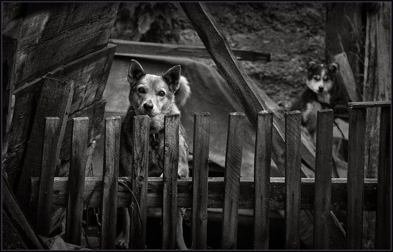 Люся & son ... фото превью