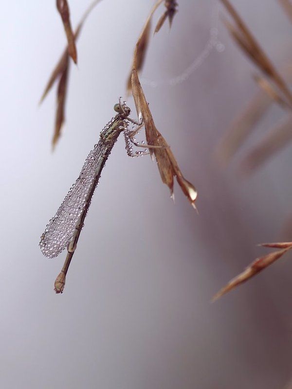 в утреннем тумане фото превью