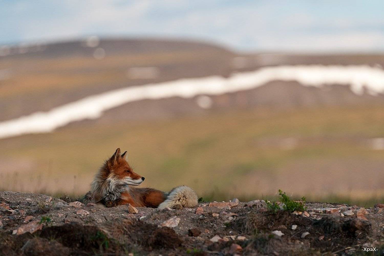 лиса, Иван Кислов