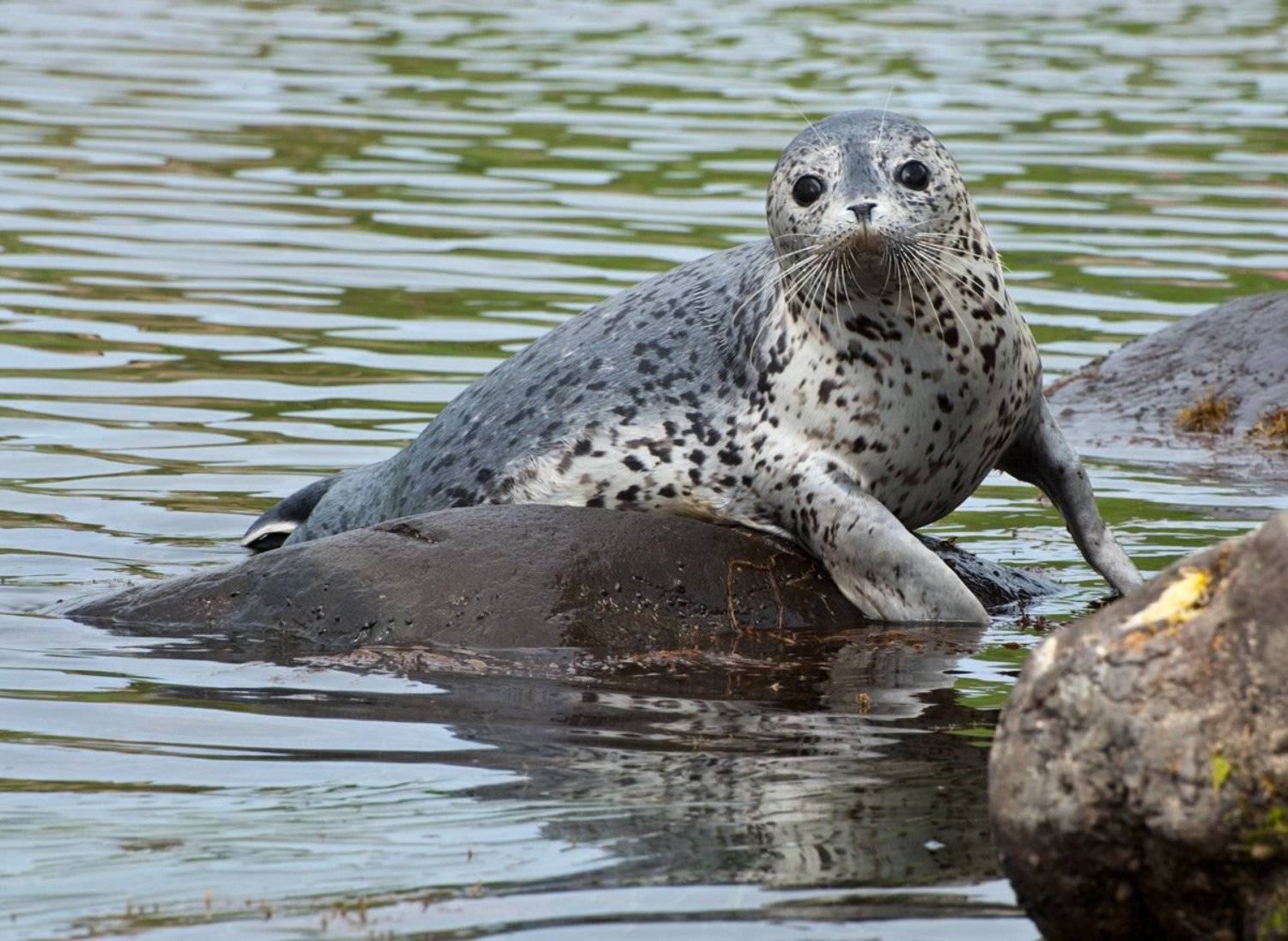 нерпа,  ларга,  татарский  пролив,  сахалин, Анатолий Страхов