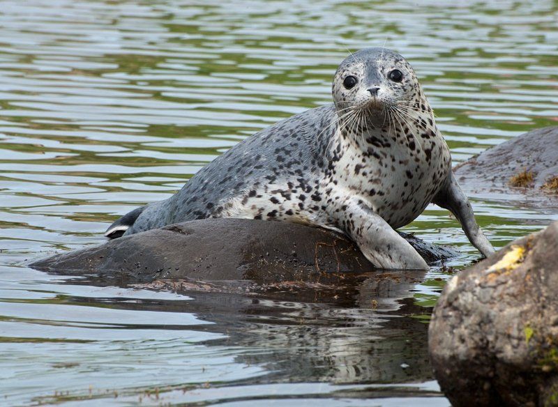 нерпа,  ларга,  татарский  пролив,  сахалин Позер фото превью
