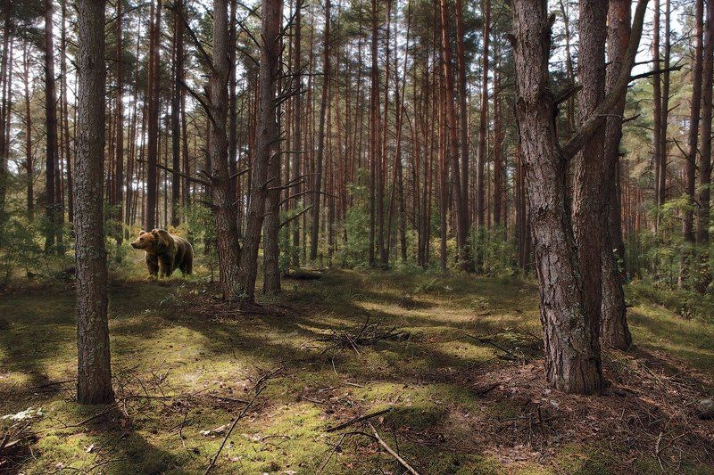 утро в сосновом бору...или такой вот шишкин лес ) фото превью