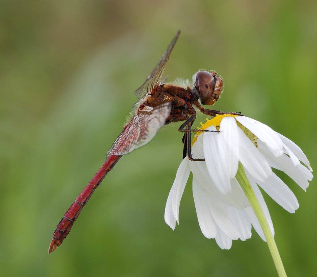 стрекоза, Сергей Таланов