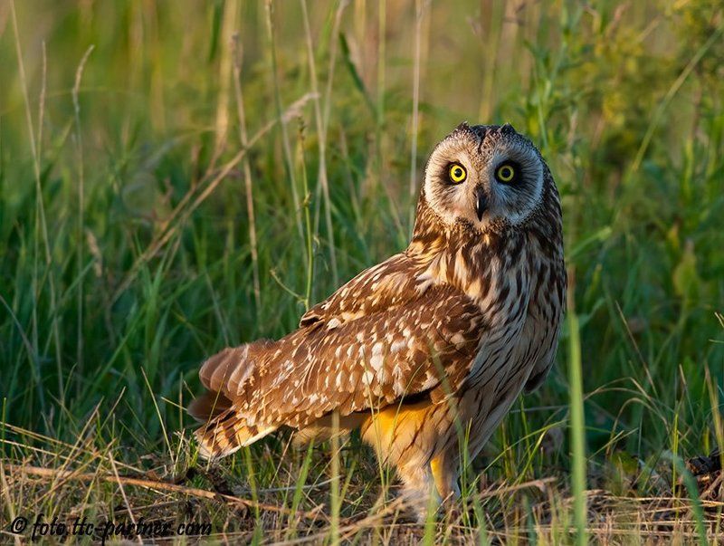 болотная, сова Болотная сова фото превью