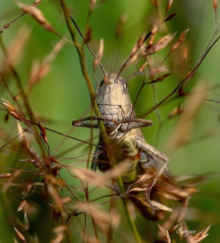 лето, трава, кузнечик Ку ку мой мальчик, ку ку... фото превью