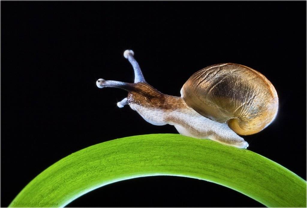 улитка, Надежда Муравьёва