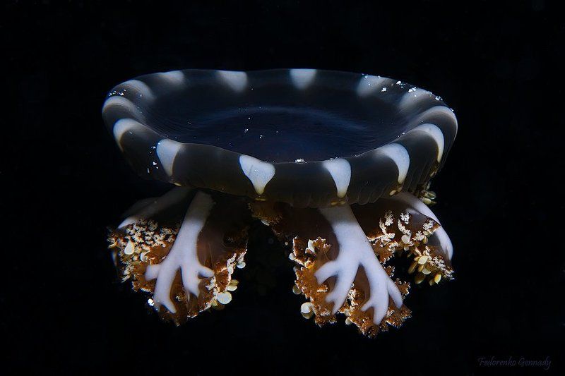 Cassiopeia Аndromeda фото превью