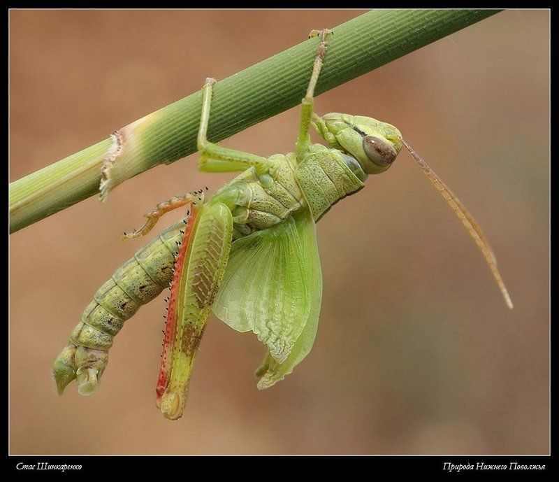 Расправка крыльев фото превью