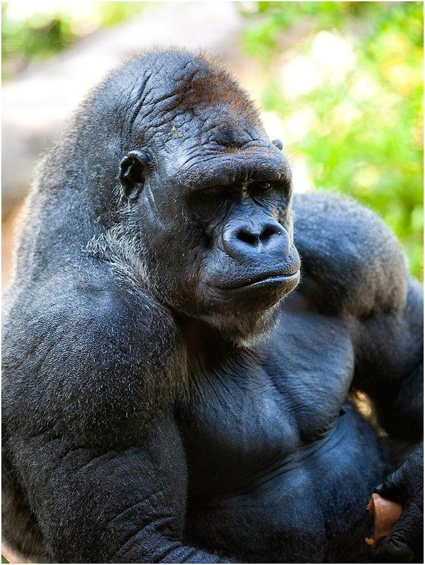 Портрет серьезного мужчины фото превью