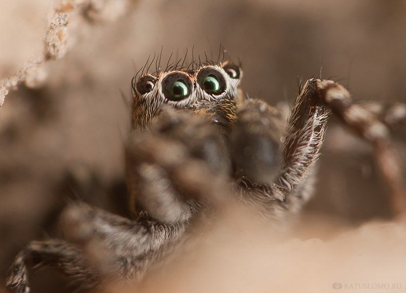 везде эти папараци..... фото превью
